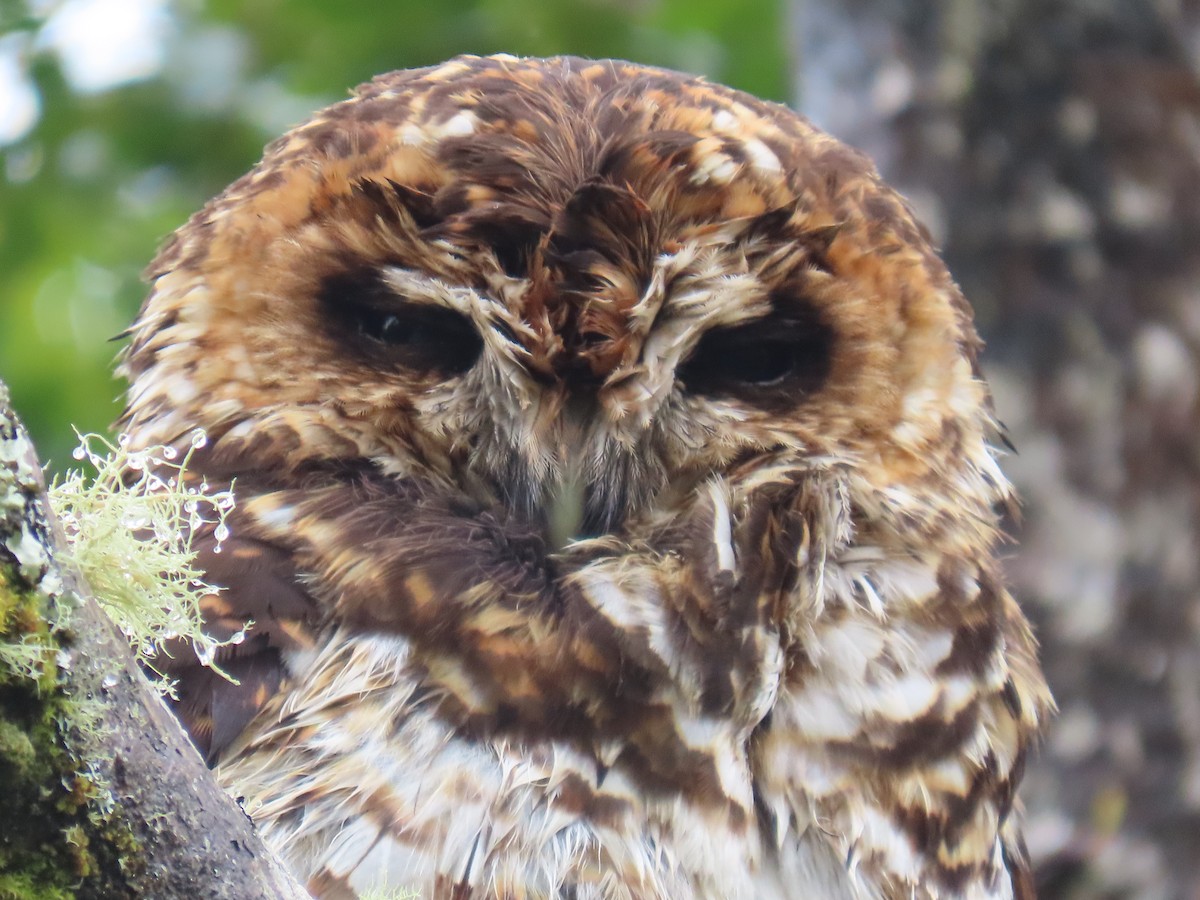 Rufous-banded Owl - ML556311751