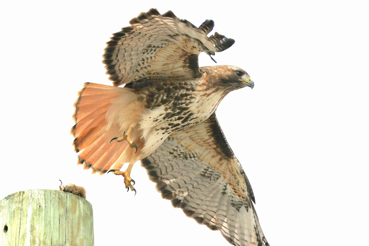 Red-tailed Hawk - ML556312201