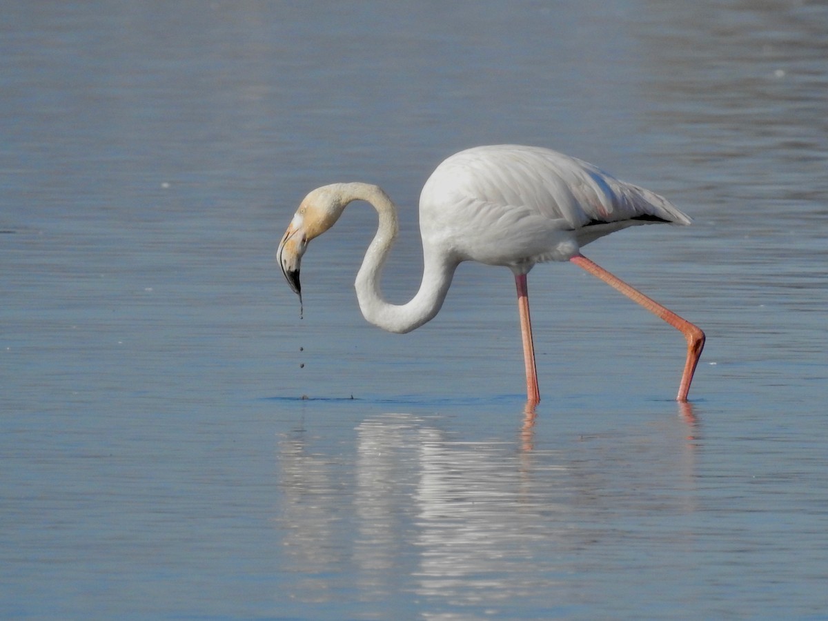 Greater Flamingo - ML556312521