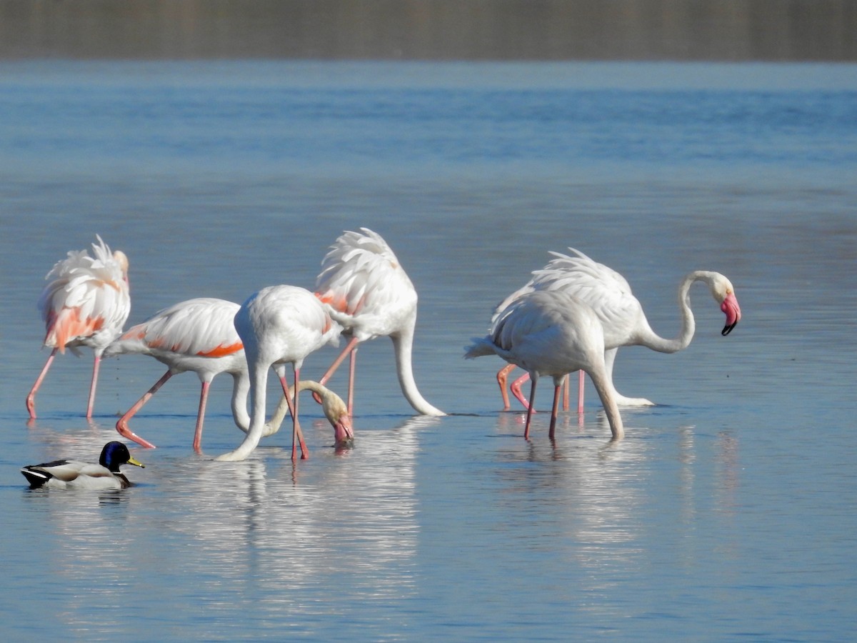 Greater Flamingo - ML556312601