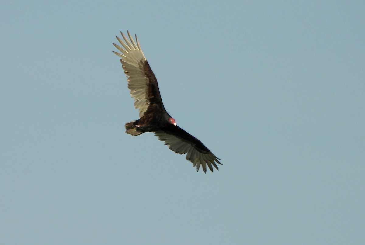 Turkey Vulture - ML556315591