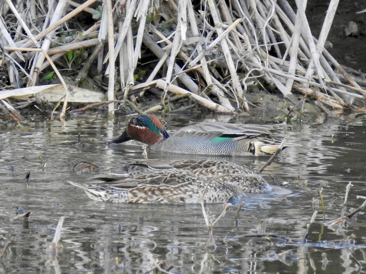 Green-winged Teal - ML556316011