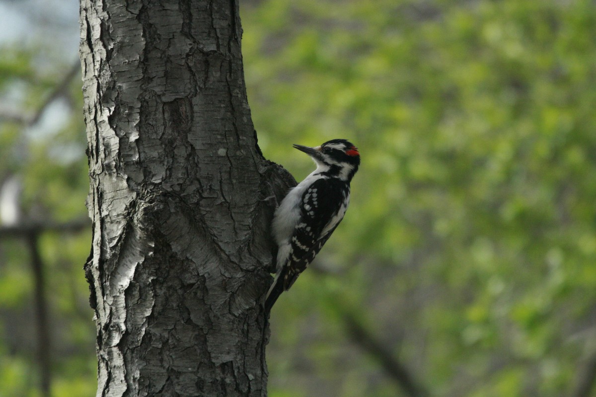 Hairy Woodpecker - Andrew Long