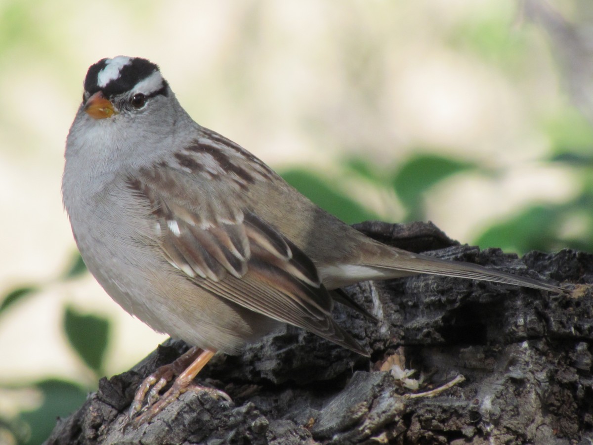 White-crowned Sparrow - ML55632051