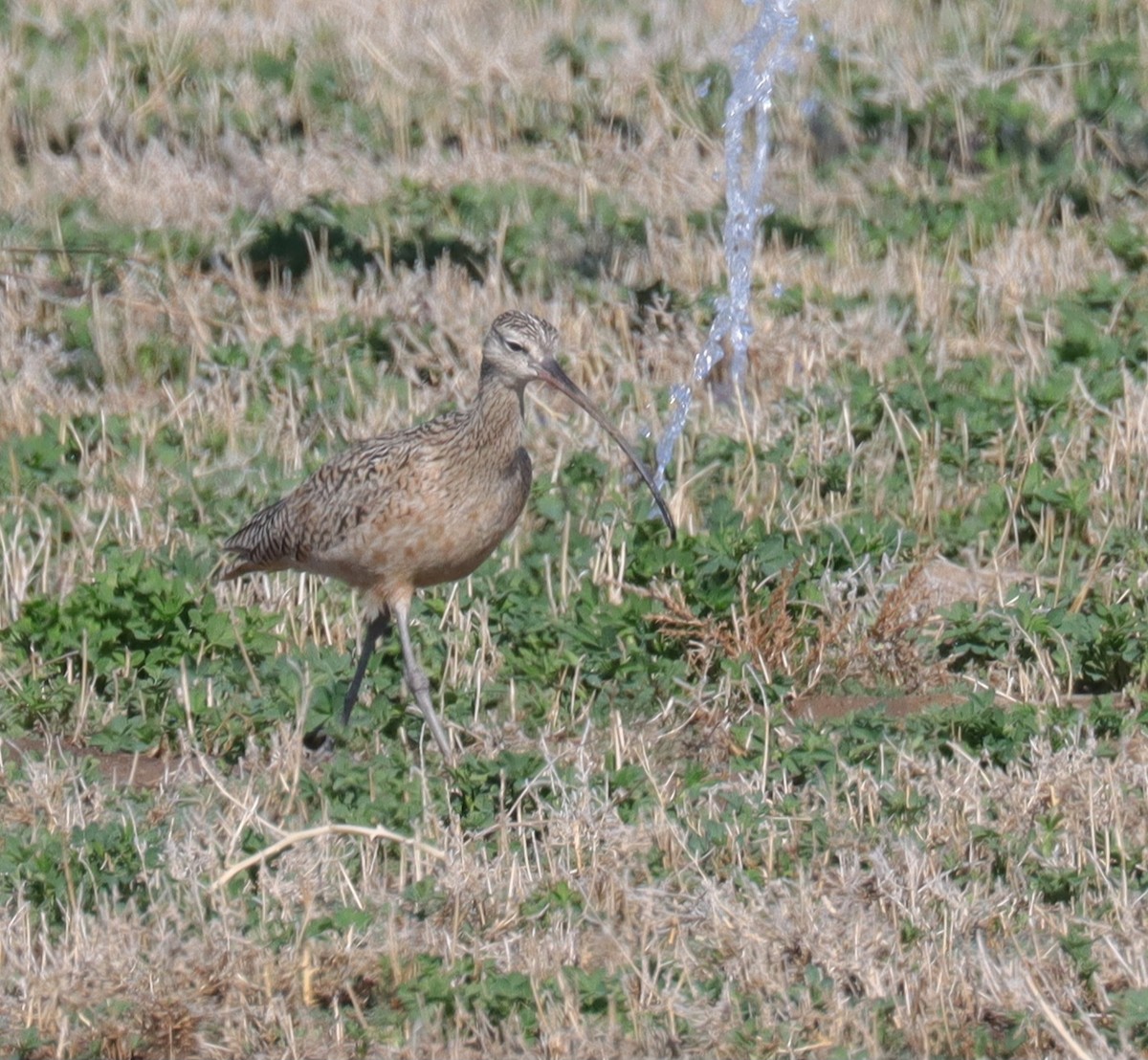 Long-billed Curlew - ML556321281