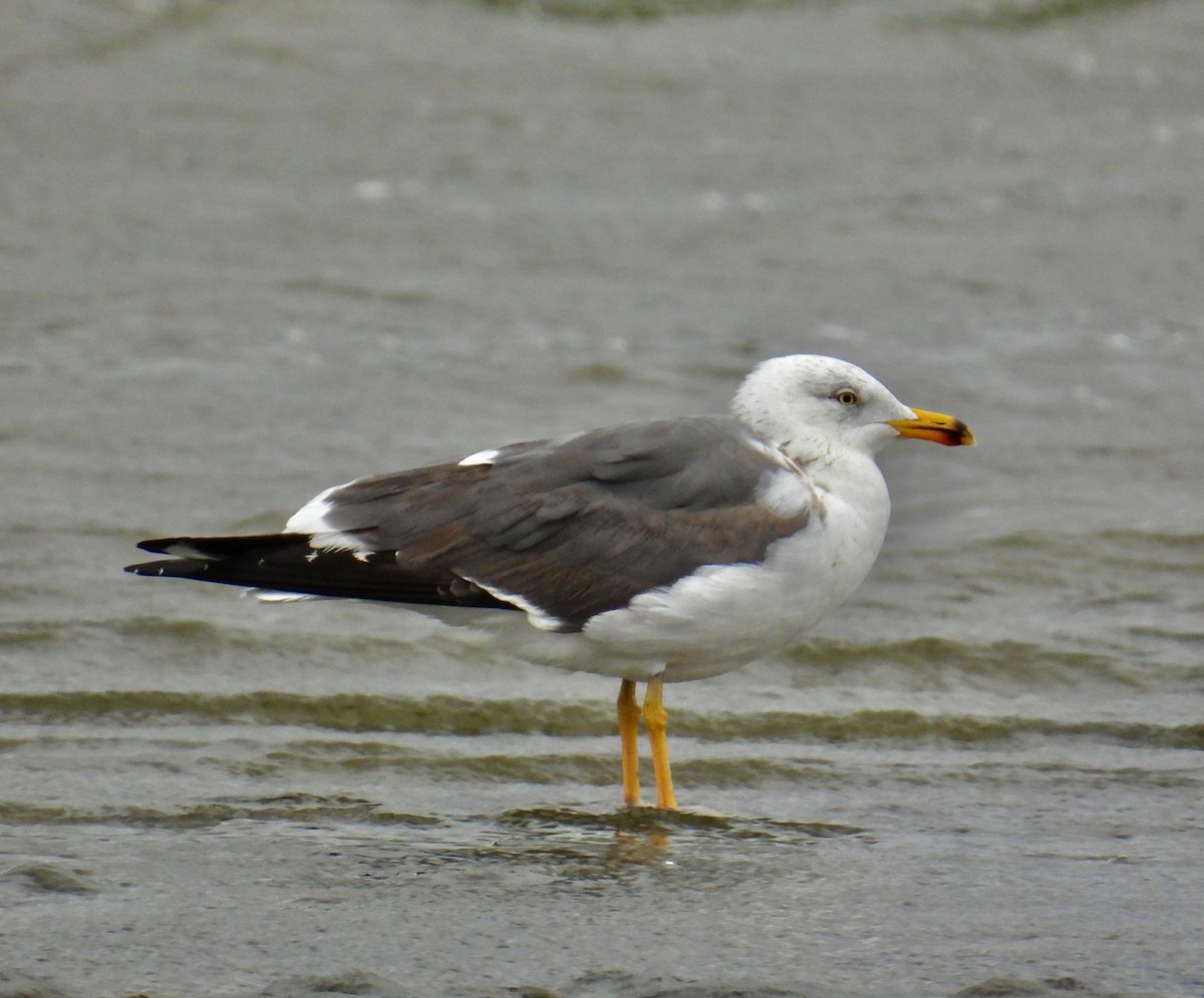 Lesser Black-backed Gull - Van Remsen