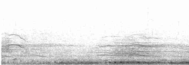 holub skalní (domácí) - ML556325701