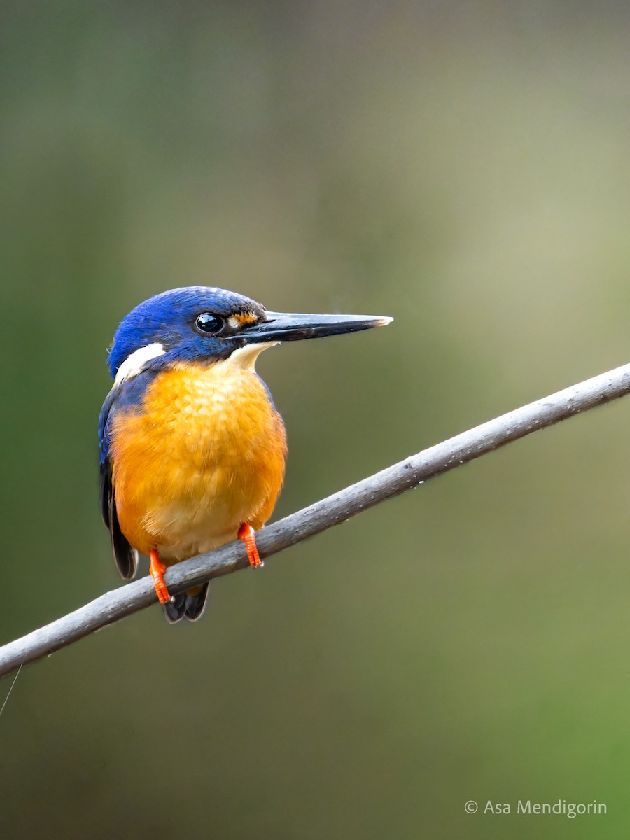 Azure Kingfisher - Asa Mendigorin