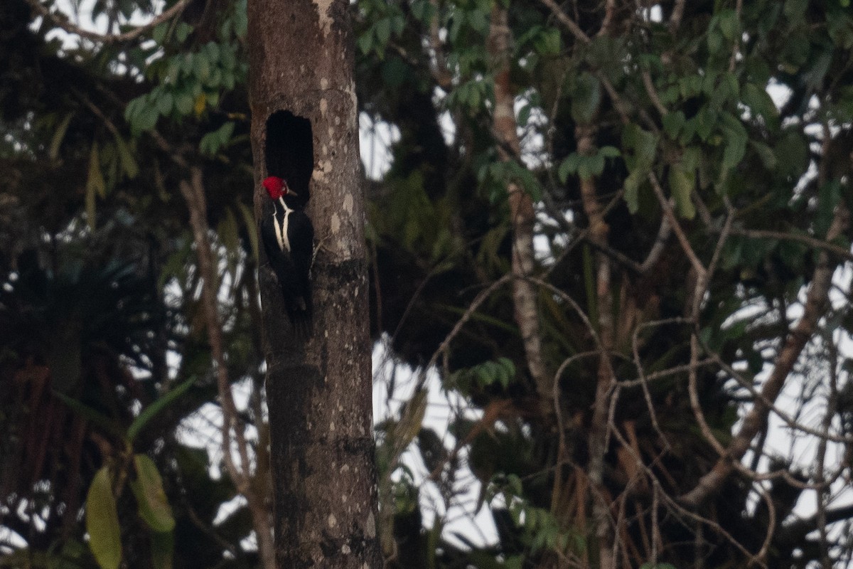 Crimson-crested Woodpecker - ML556327861