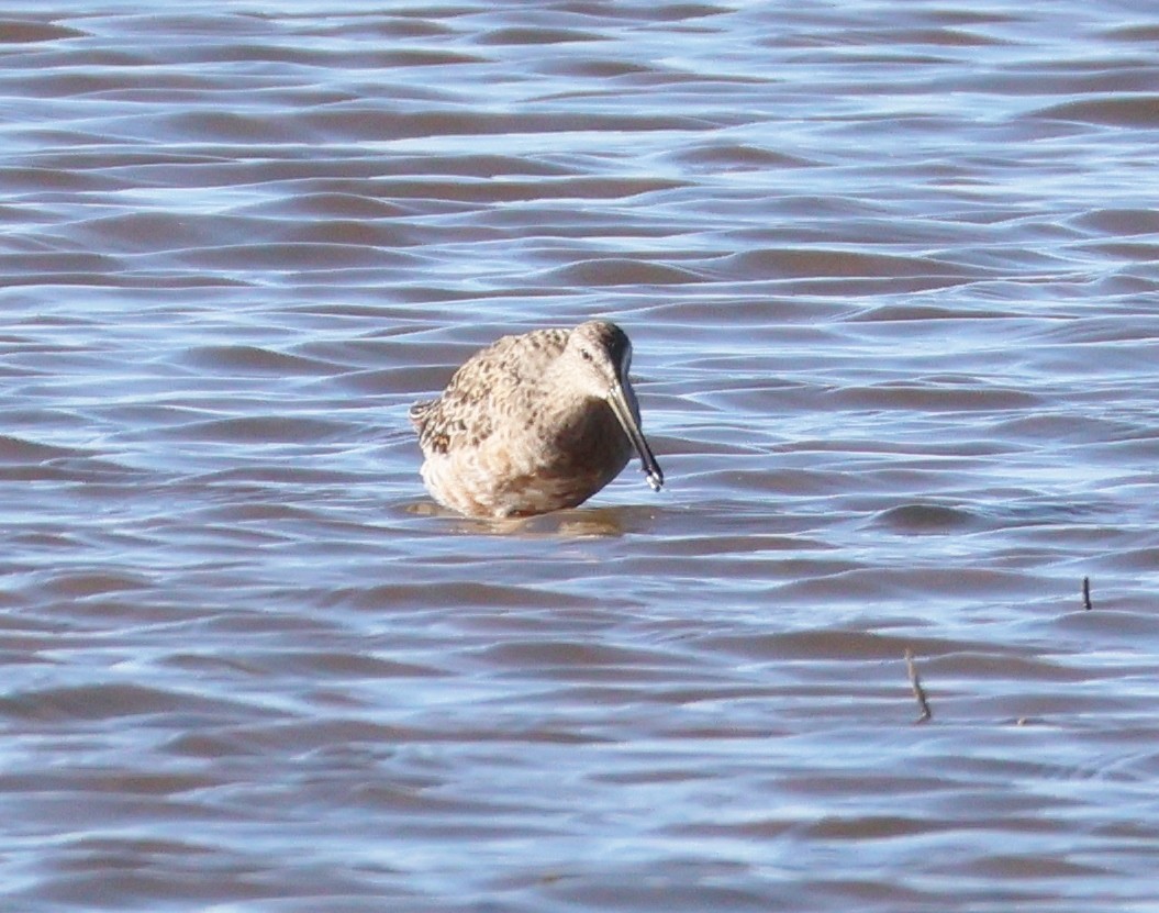 Long-billed Dowitcher - ML556331361