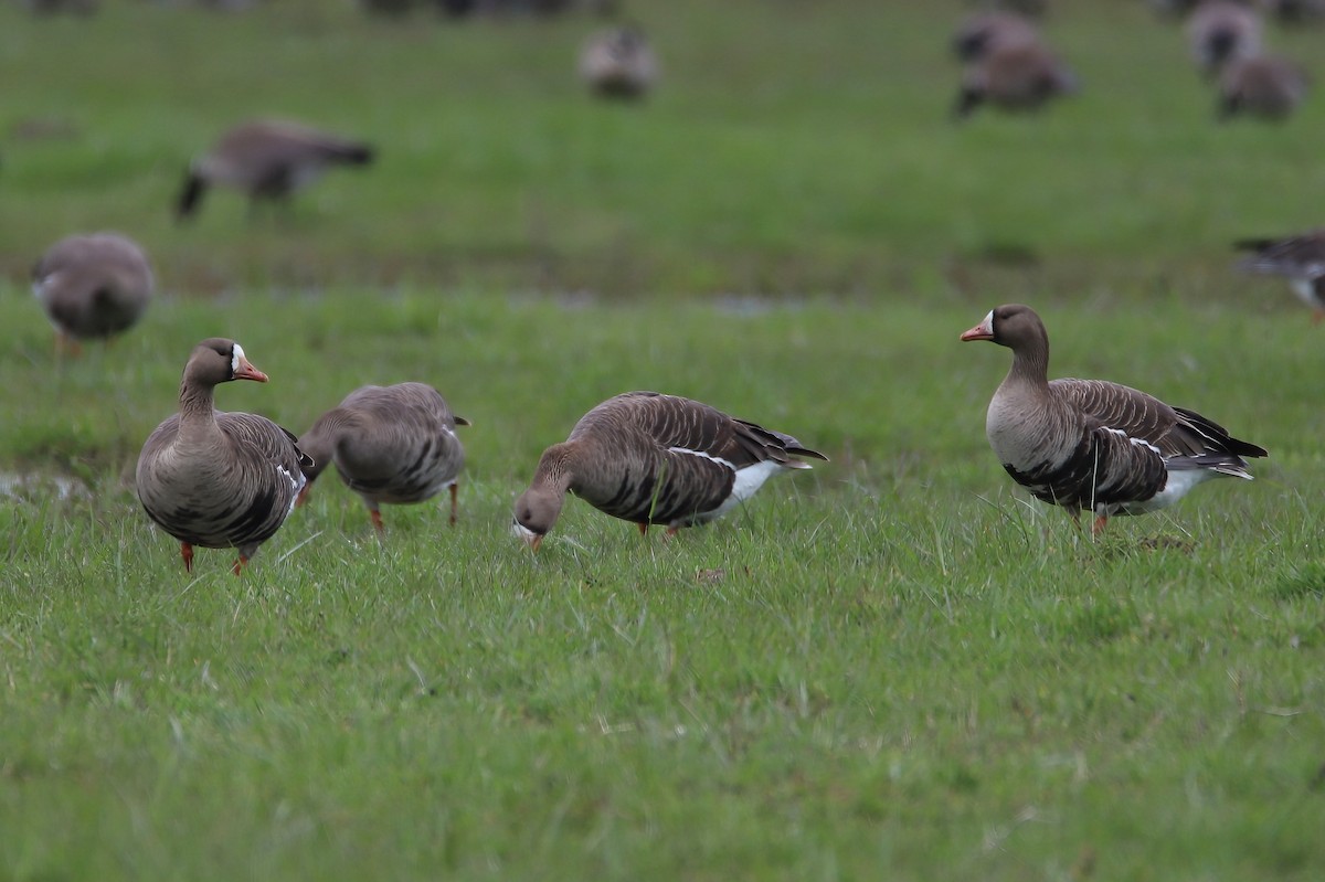 Greater White-fronted Goose - ML556331591