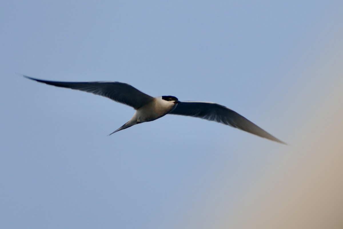 Common Tern (longipennis) - ML556335561