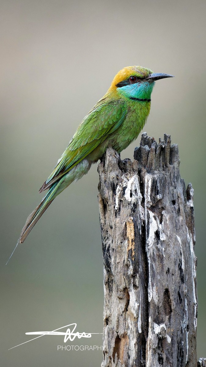 Asian Green Bee-eater - Aritra Mitra