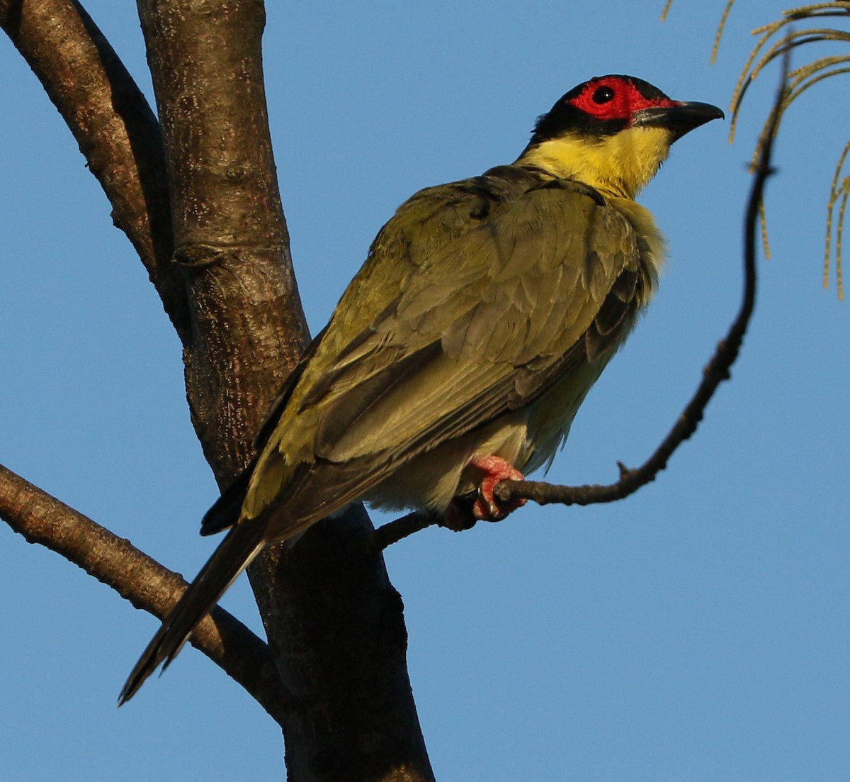 Australasian Figbird - ML55633881