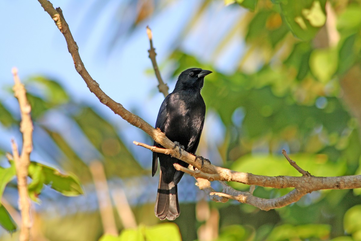 Cuban Blackbird - ML556341441
