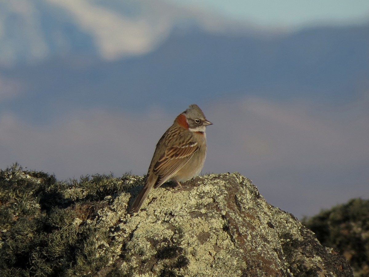 Rufous-collared Sparrow (Patagonian) - ML556342121