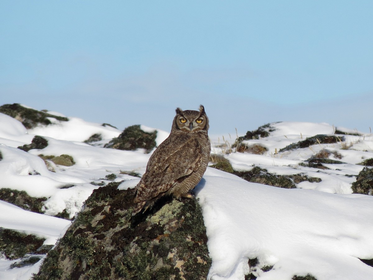 Lesser Horned Owl - ML556346981