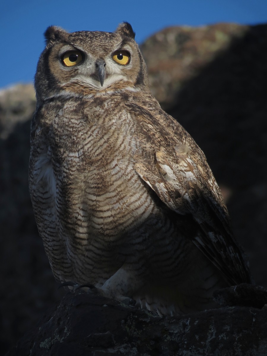 Lesser Horned Owl - ML556348331