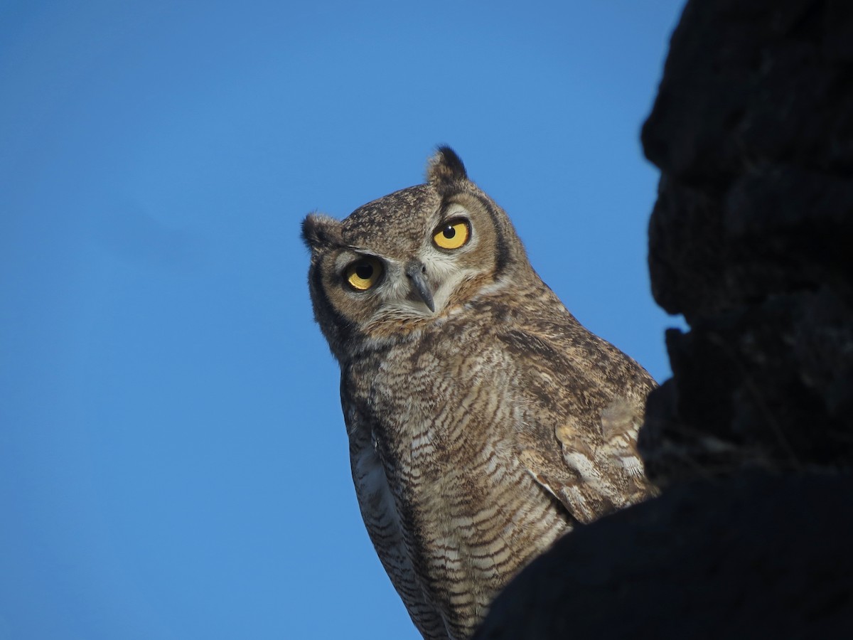 Lesser Horned Owl - ML556348341