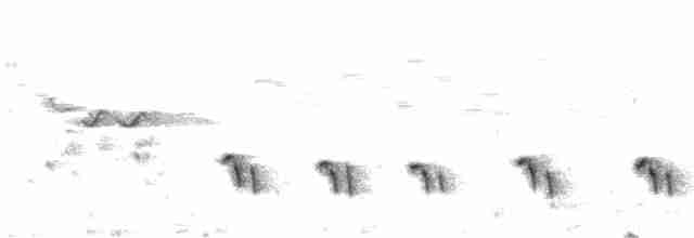 Moqueur de Patagonie - ML556356111