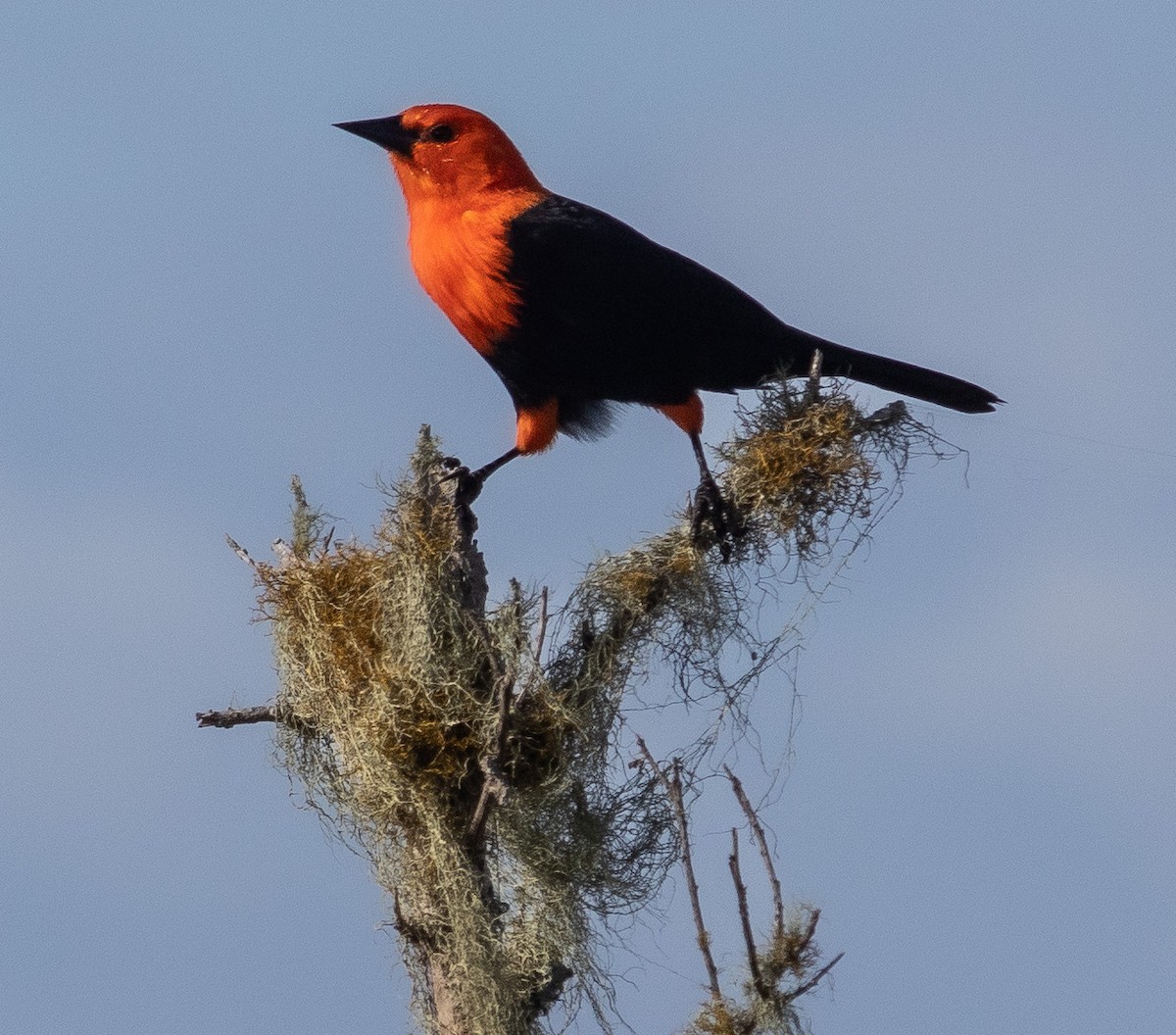 Scarlet-headed Blackbird - ML556357161
