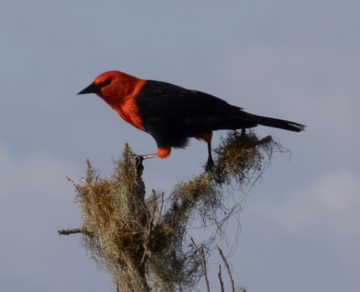 Scarlet-headed Blackbird - Scott Rauland