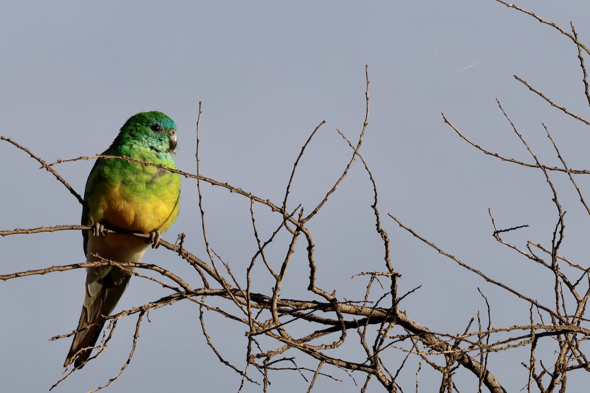 Red-rumped Parrot - ML556363451