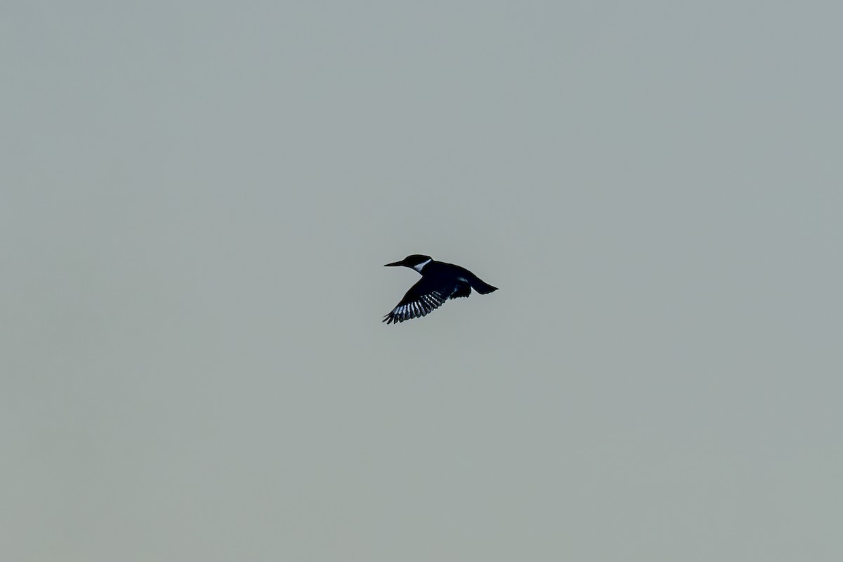 Belted Kingfisher - ML556365291