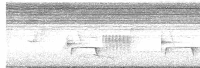 Grauschneidervogel - ML556369751