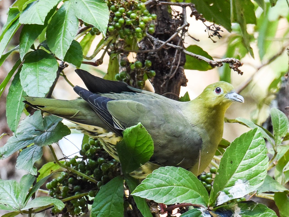 Wedge-tailed Green-Pigeon - Xueping & Stephan Popp