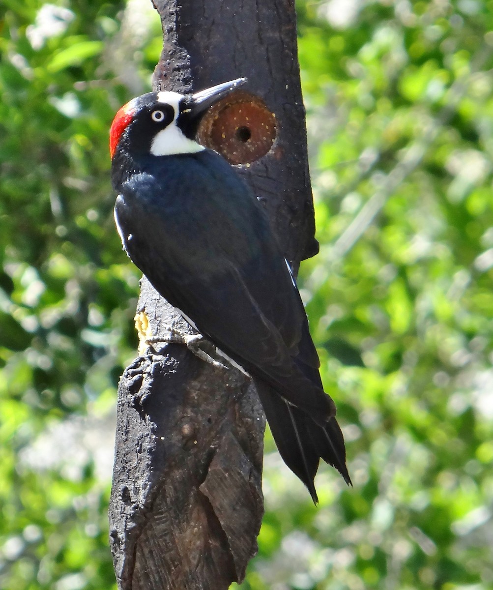 Acorn Woodpecker - ML55638021