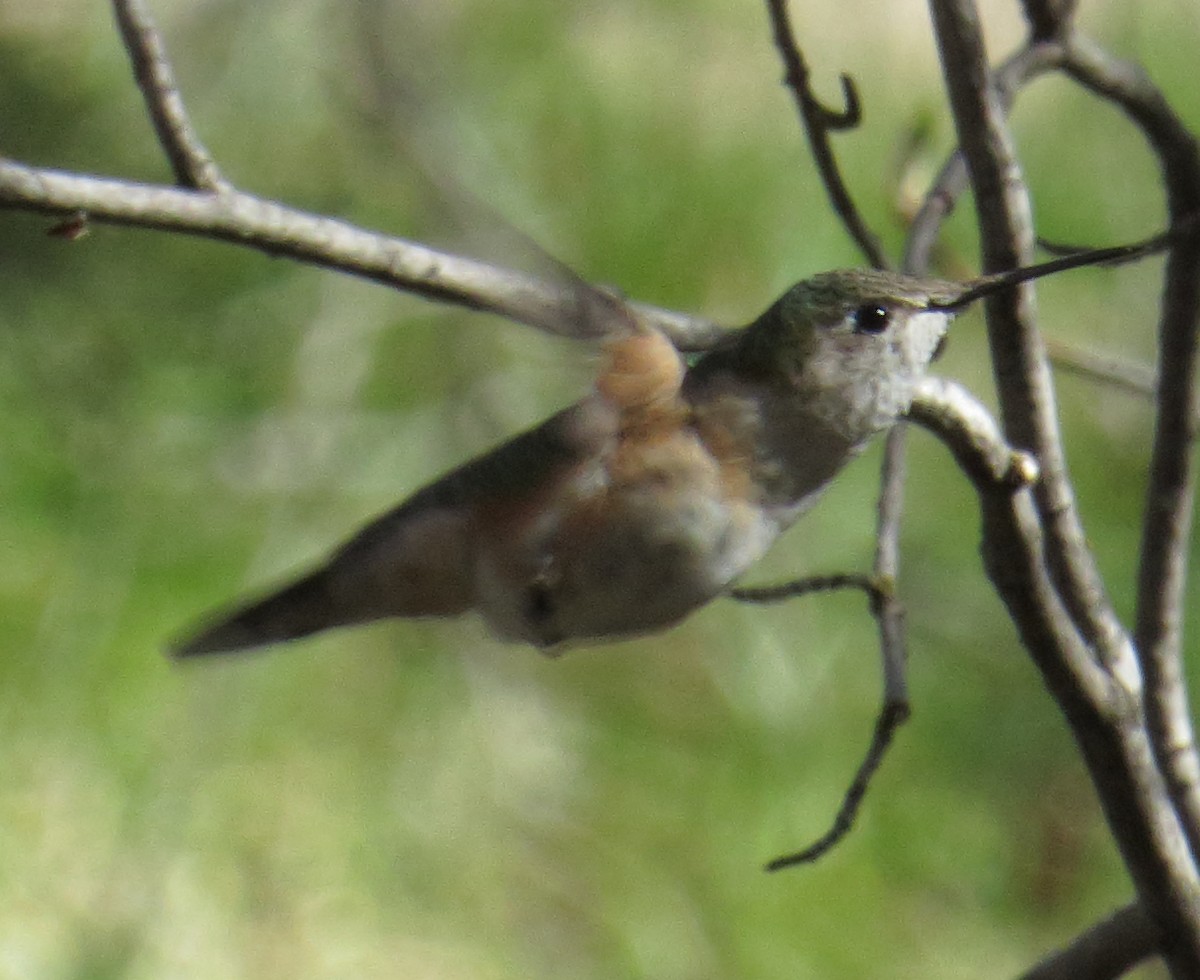 Broad-tailed Hummingbird - ML55638241
