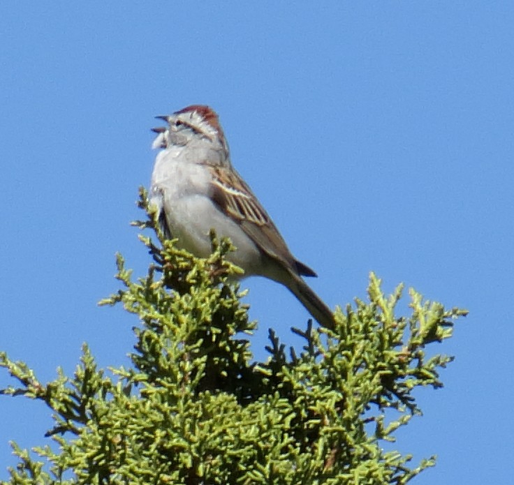 Chipping Sparrow - ML55638281