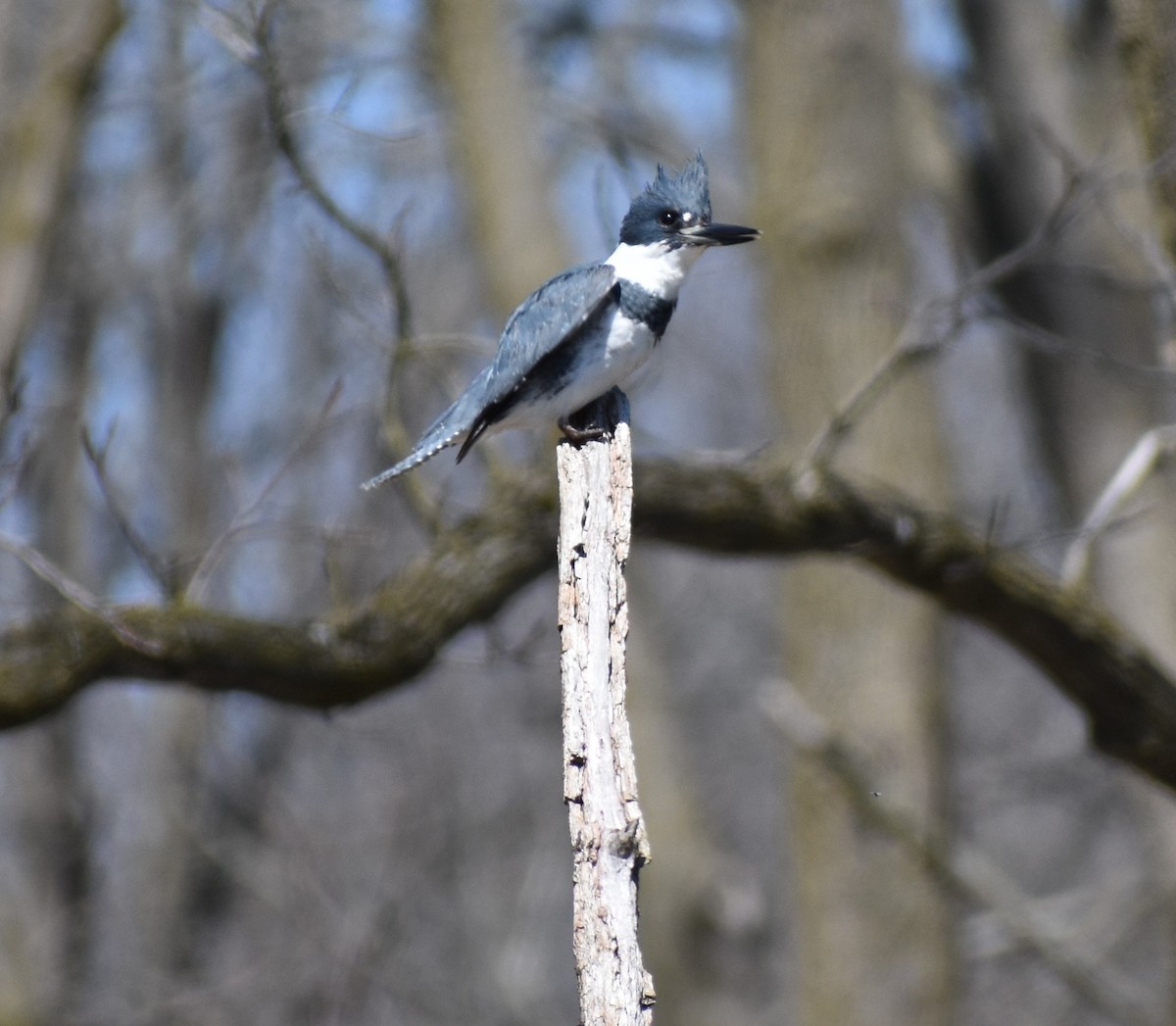 Belted Kingfisher - ML556383401