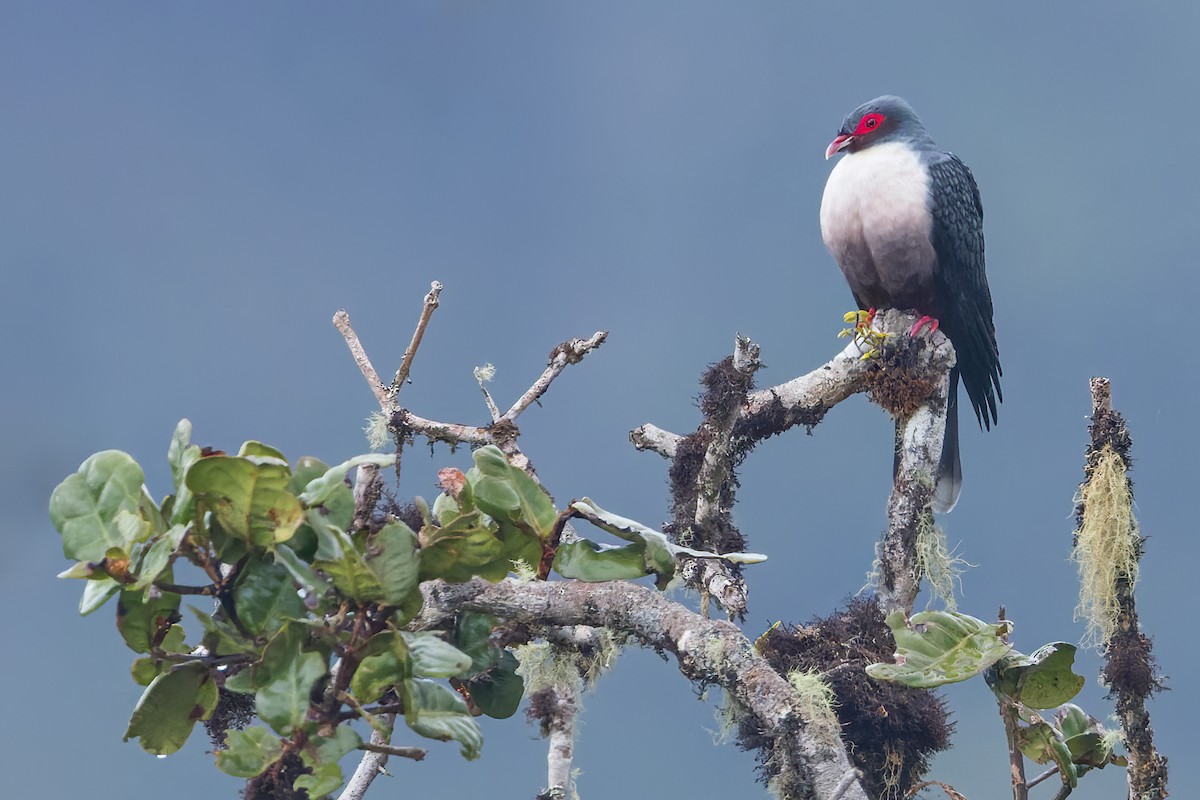 Papuan Mountain-Pigeon - Dubi Shapiro