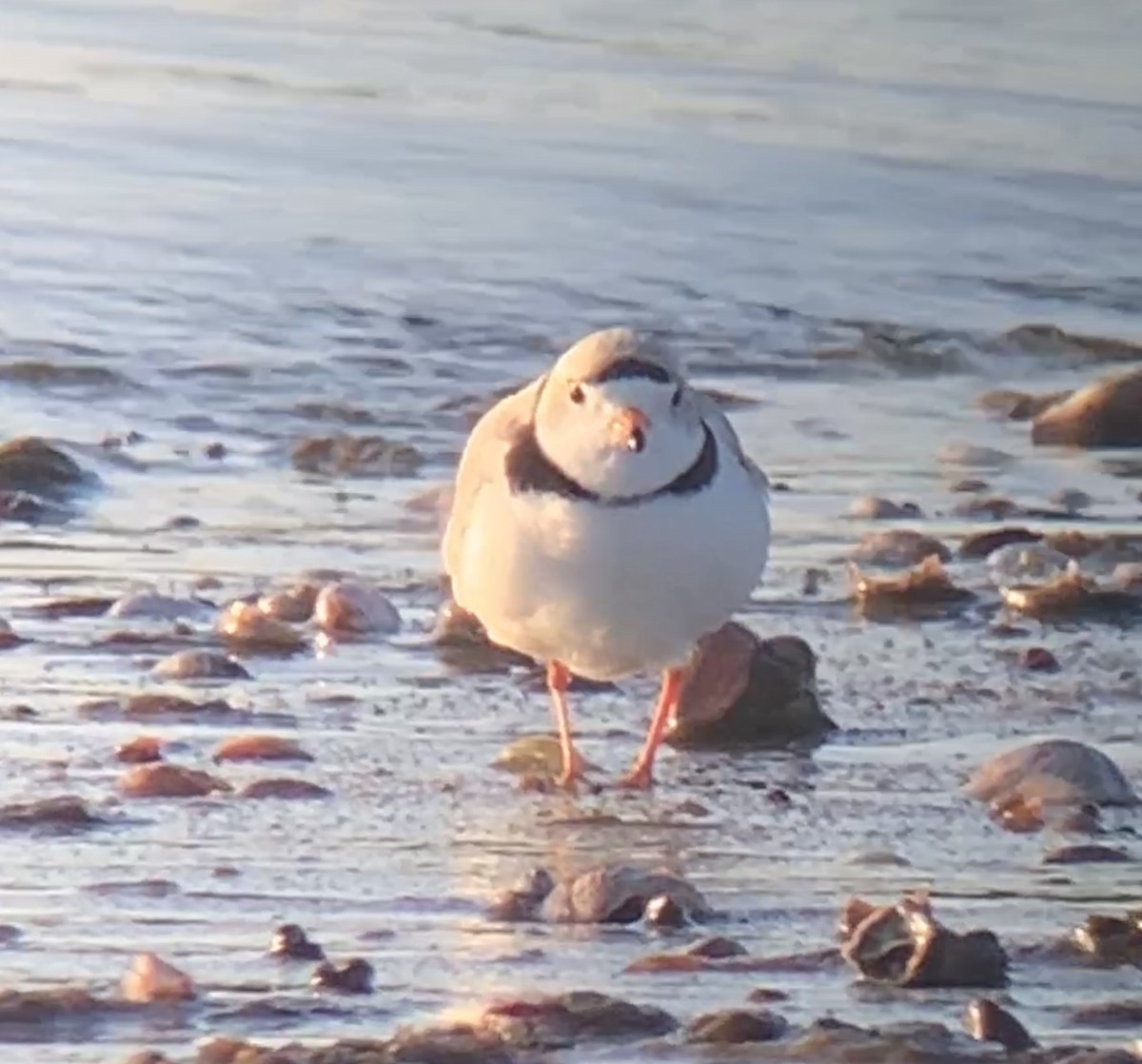 Piping Plover - ML556392911