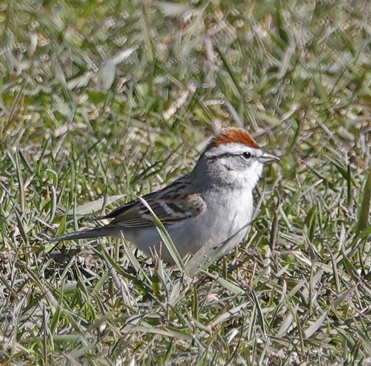Chipping Sparrow - ML556394091