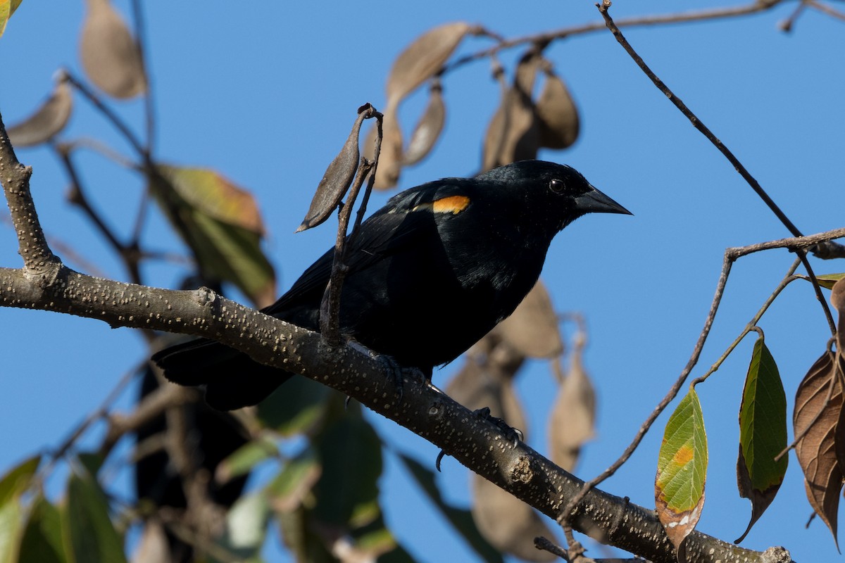 Tawny-shouldered Blackbird - ML556405691