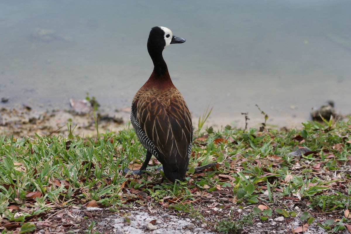 White-faced Whistling-Duck - David Simpson