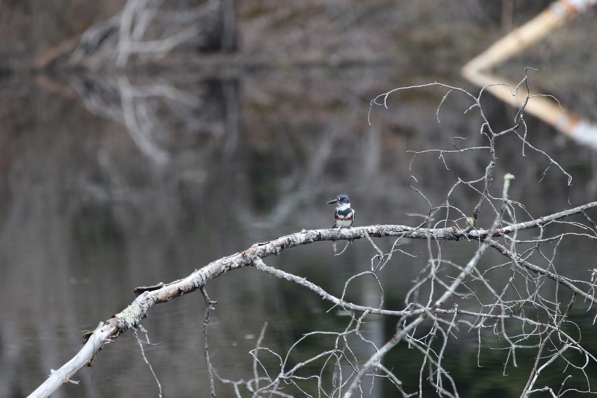 Belted Kingfisher - ML556409041