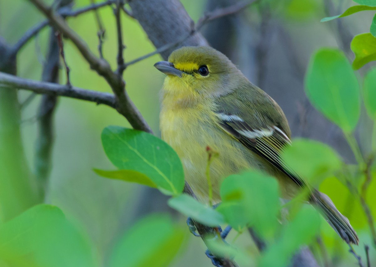 Thick-billed Vireo - ML556415711