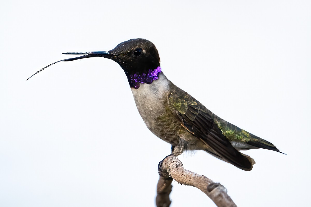Black-chinned Hummingbird - Paul LaFrance
