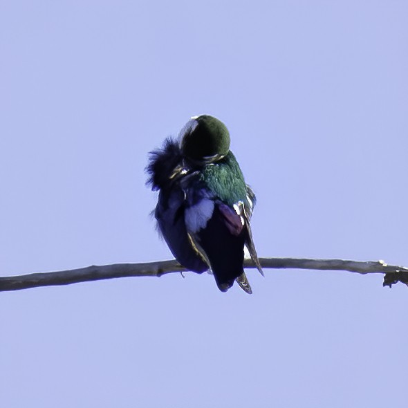 Violet-green Swallow - ML556423251