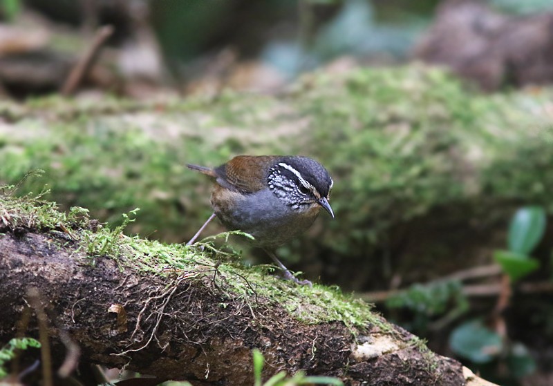 Gray-breasted Wood-Wren (Central American) - ML55642371