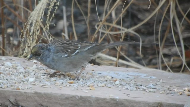 Golden-crowned Sparrow - ML556425681