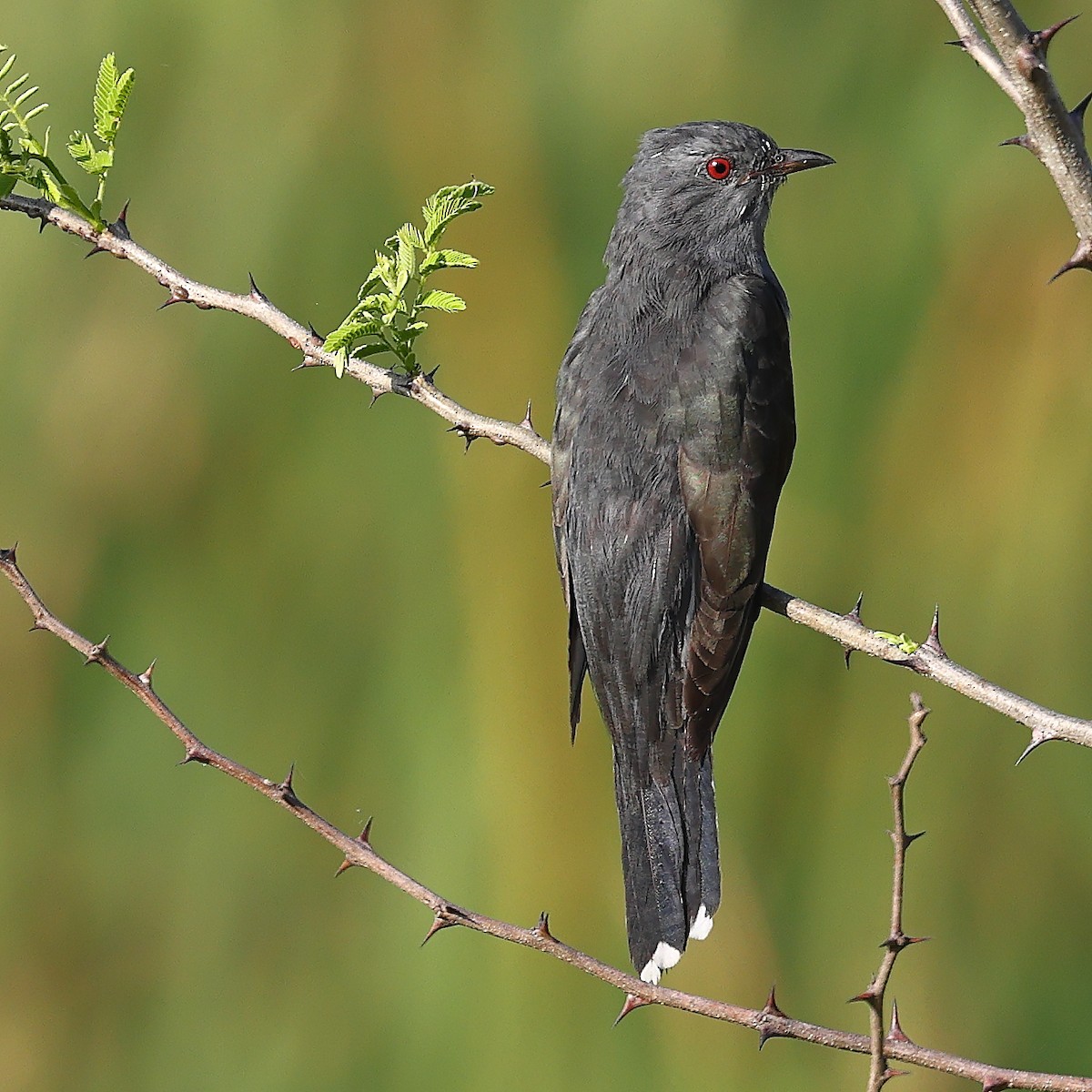 Gray-bellied Cuckoo - ML556428111