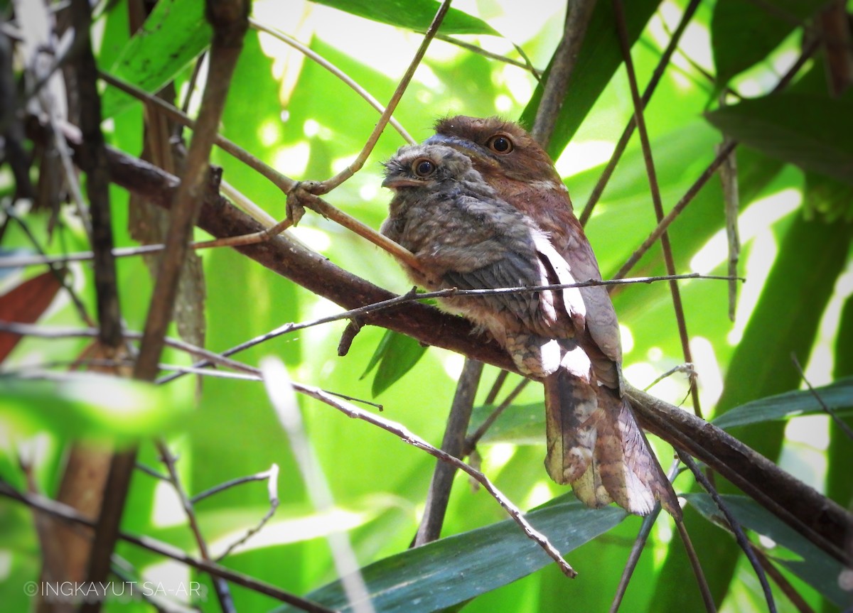 Gould's Frogmouth - ML556430931