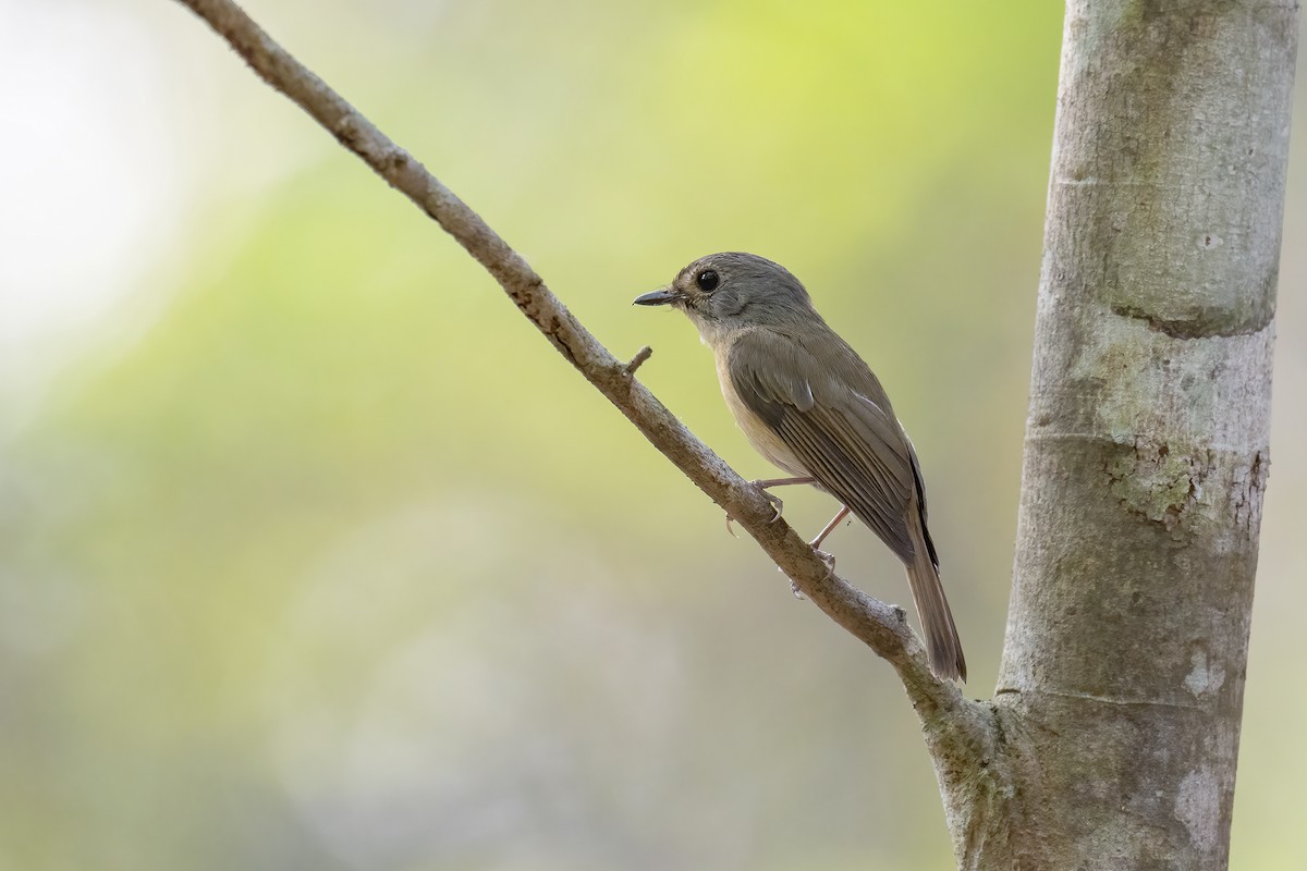 Pale-chinned Flycatcher - ML556433321