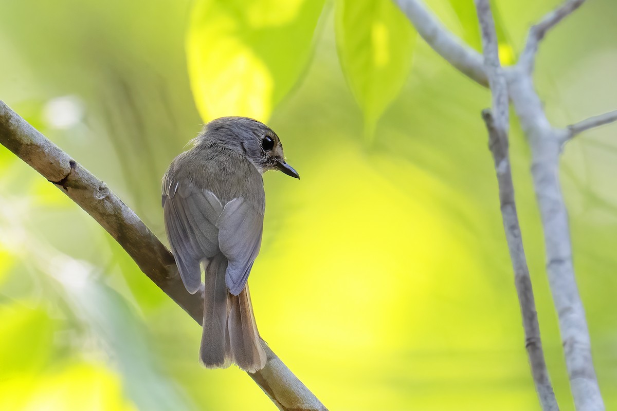 Pale-chinned Flycatcher - Parthasarathi Chakrabarti