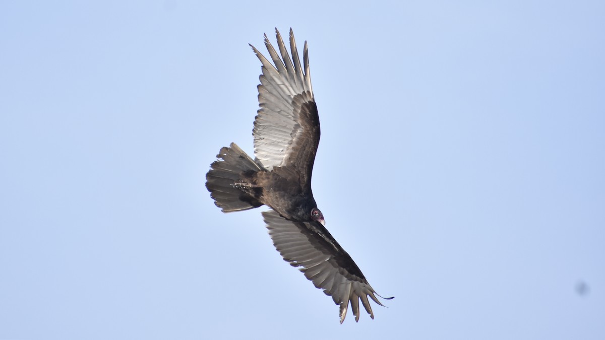 Turkey Vulture - ML556438211